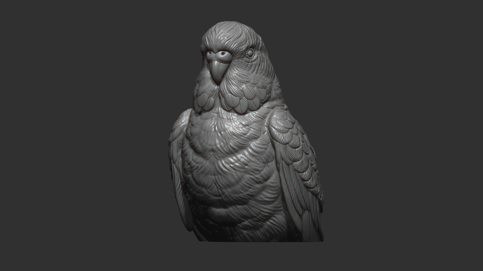 Budgerigar bust 3D print model_7
