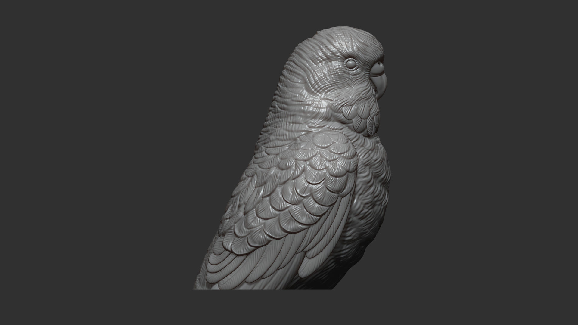Budgerigar bust 3D print model_9