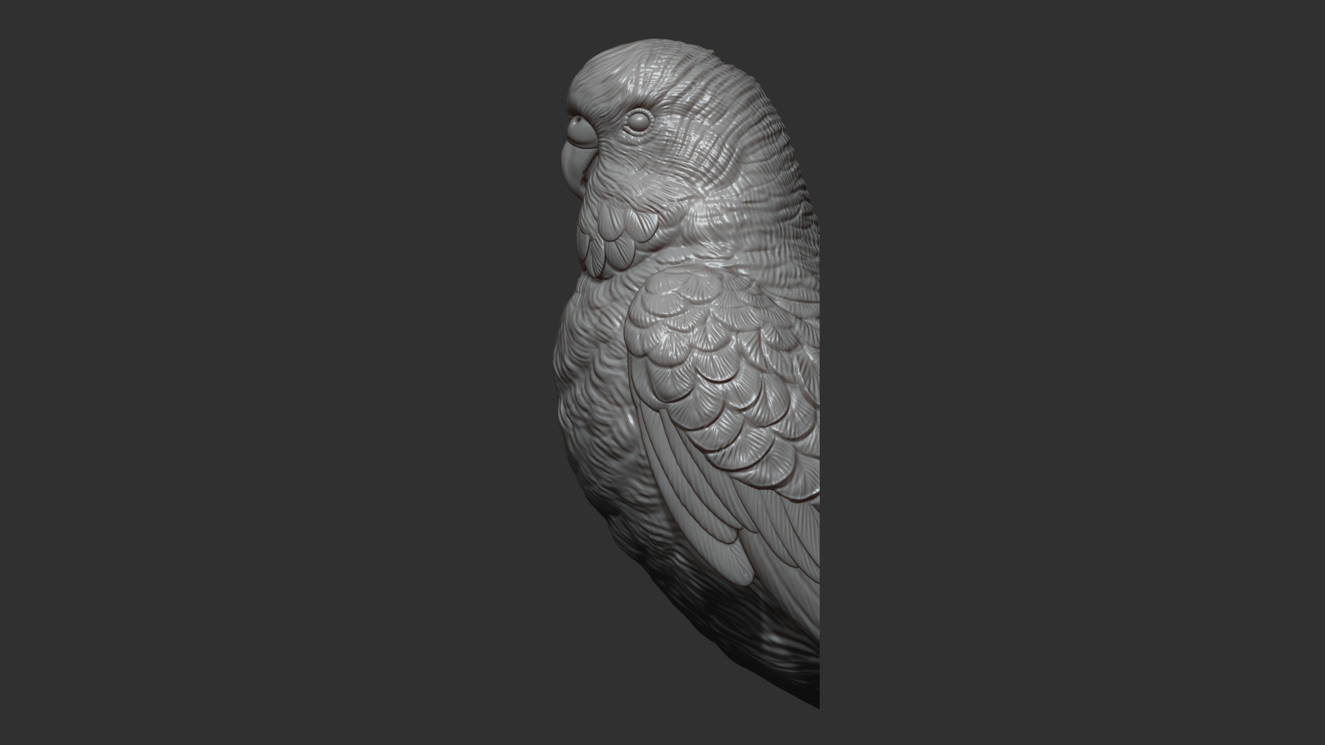 Budgerigar bust 3D print model_5