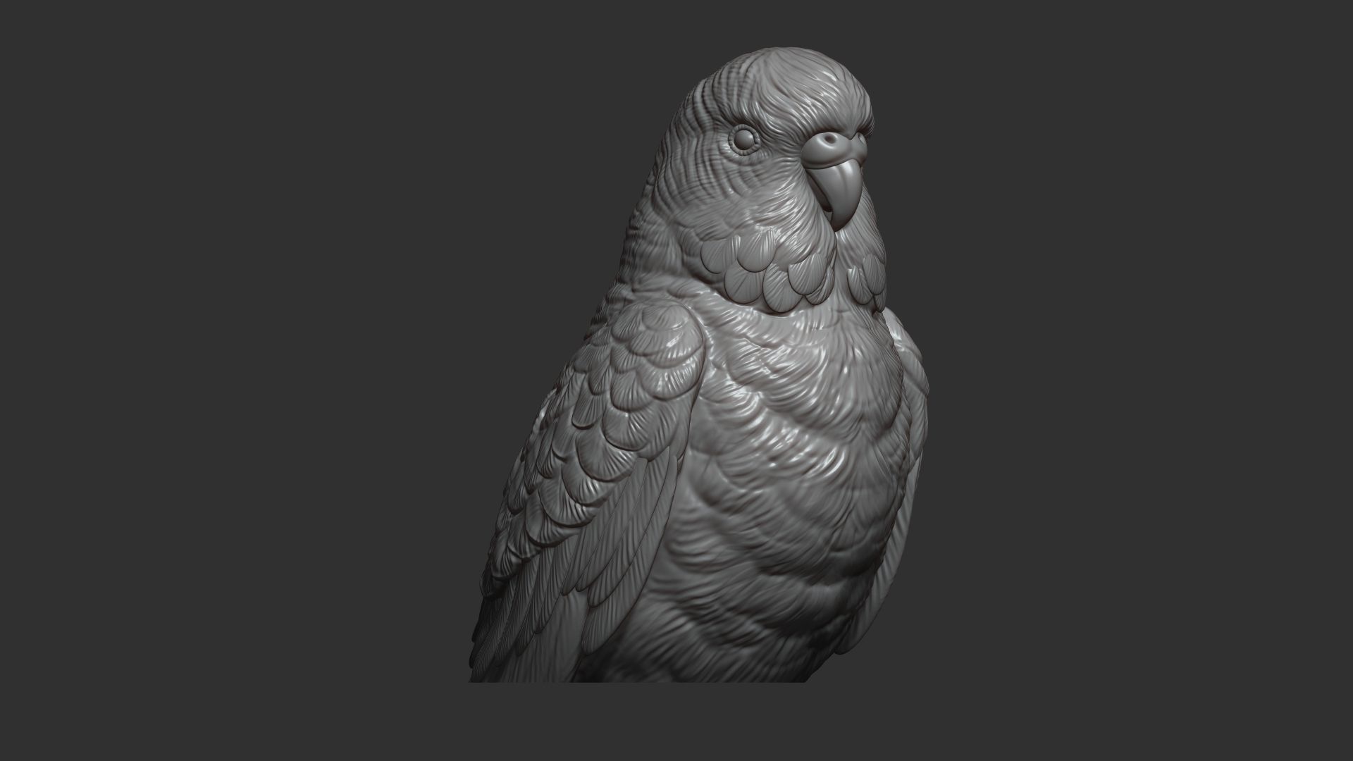 Budgerigar bust 3D print model_11
