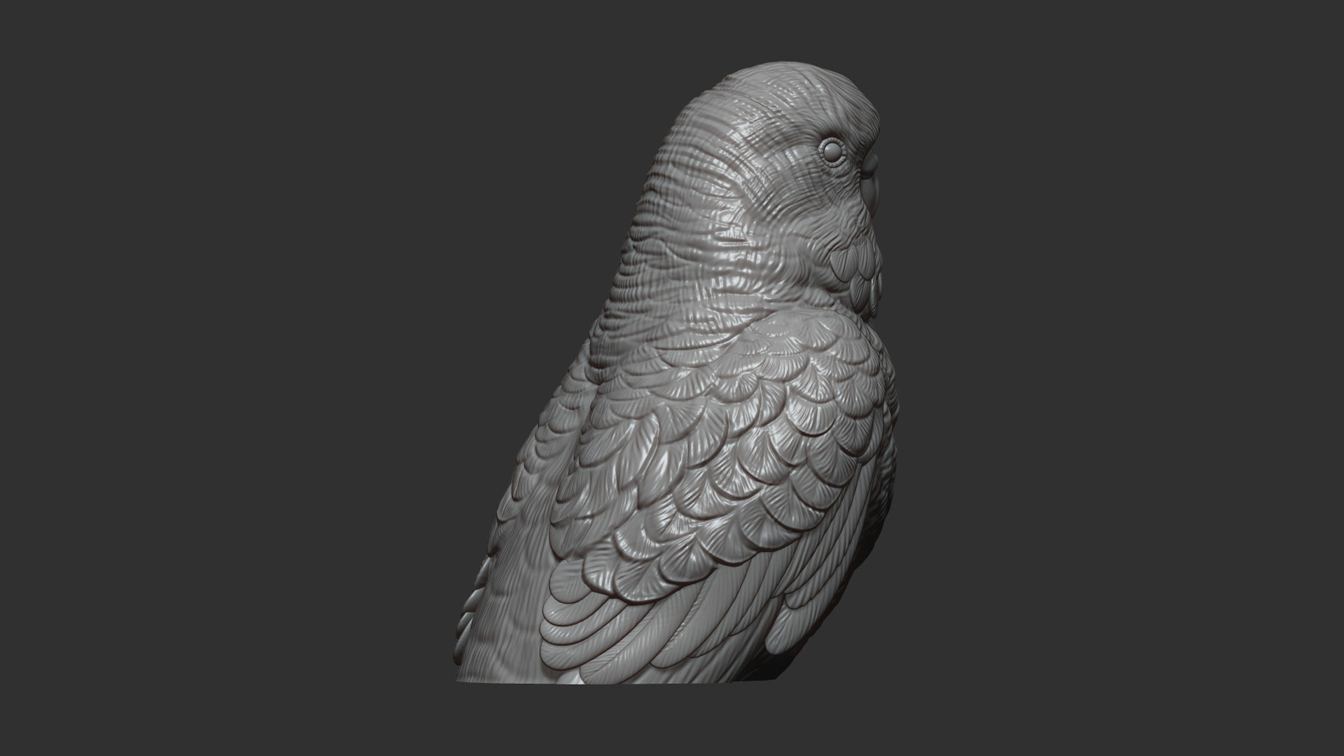 Budgerigar bust 3D print model_10