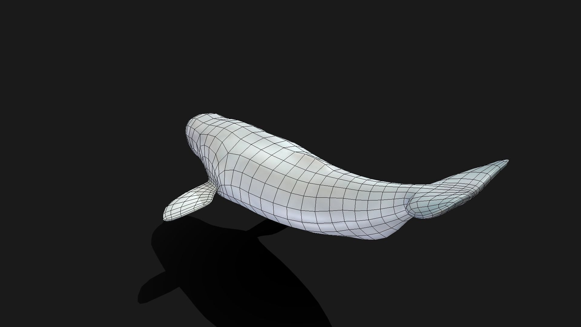 Beluga Whale - Animated Low-poly 3D model_17