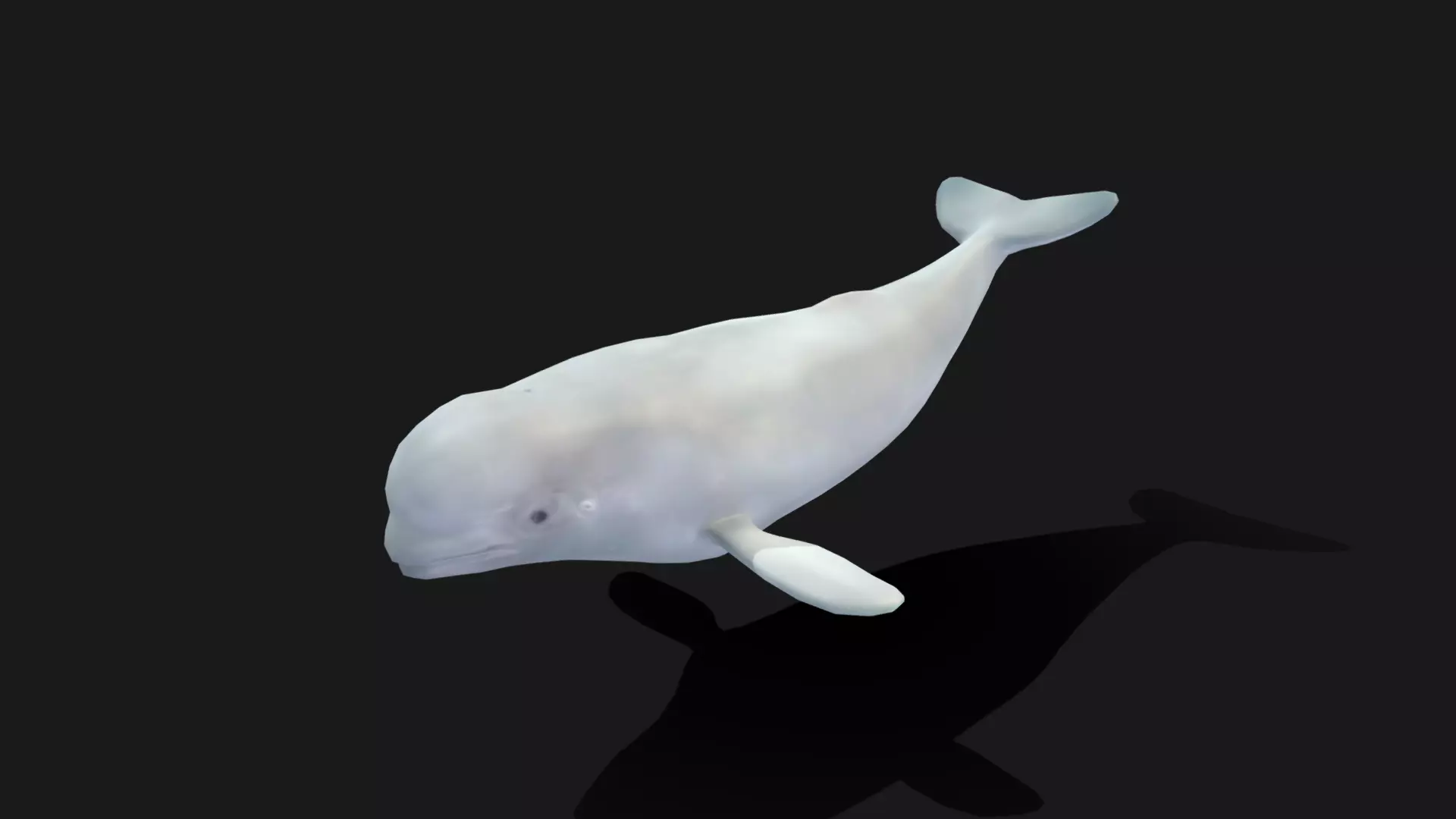 Beluga Whale - Animated Low-poly 3D model_0