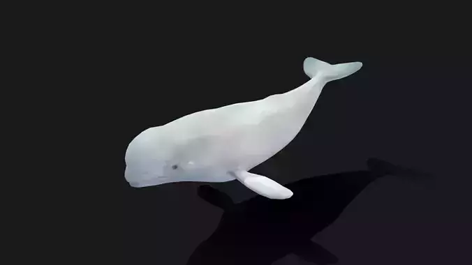 Beluga Whale - Animated Low-poly 3D model