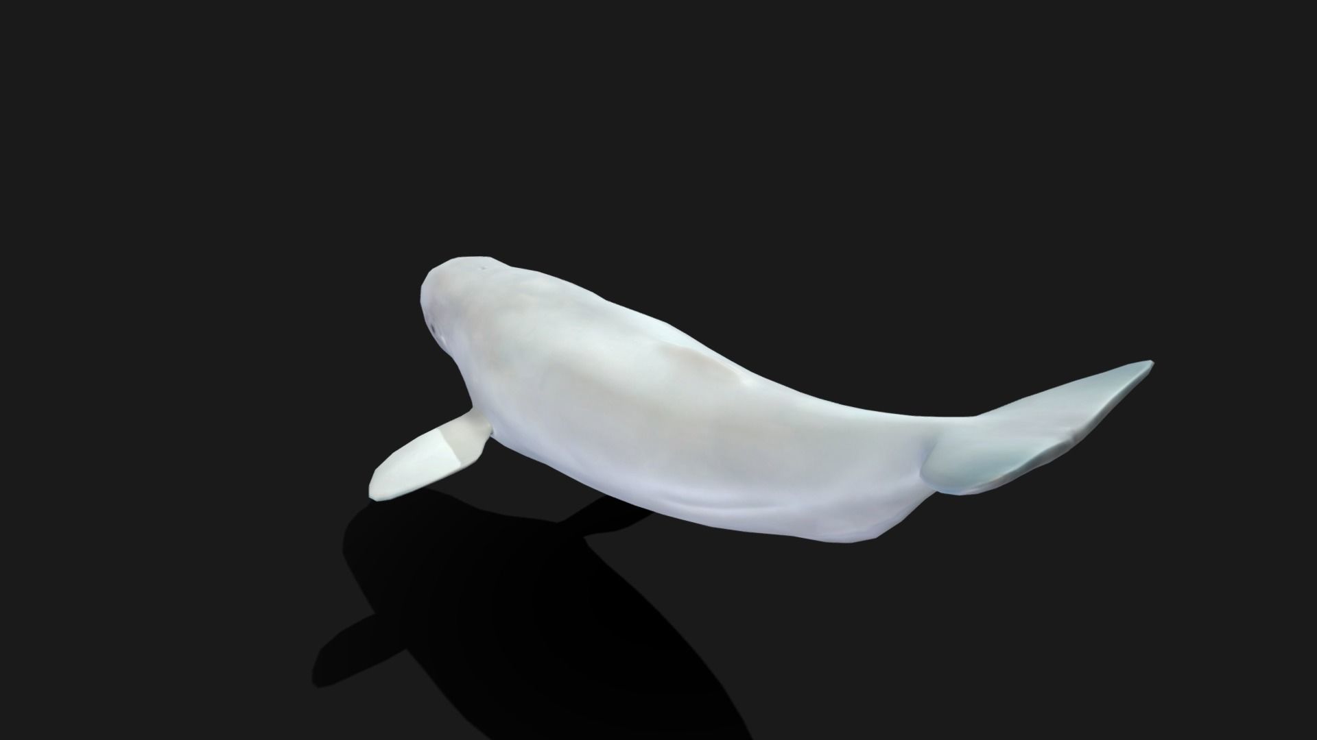 Beluga Whale - Animated Low-poly 3D model_16