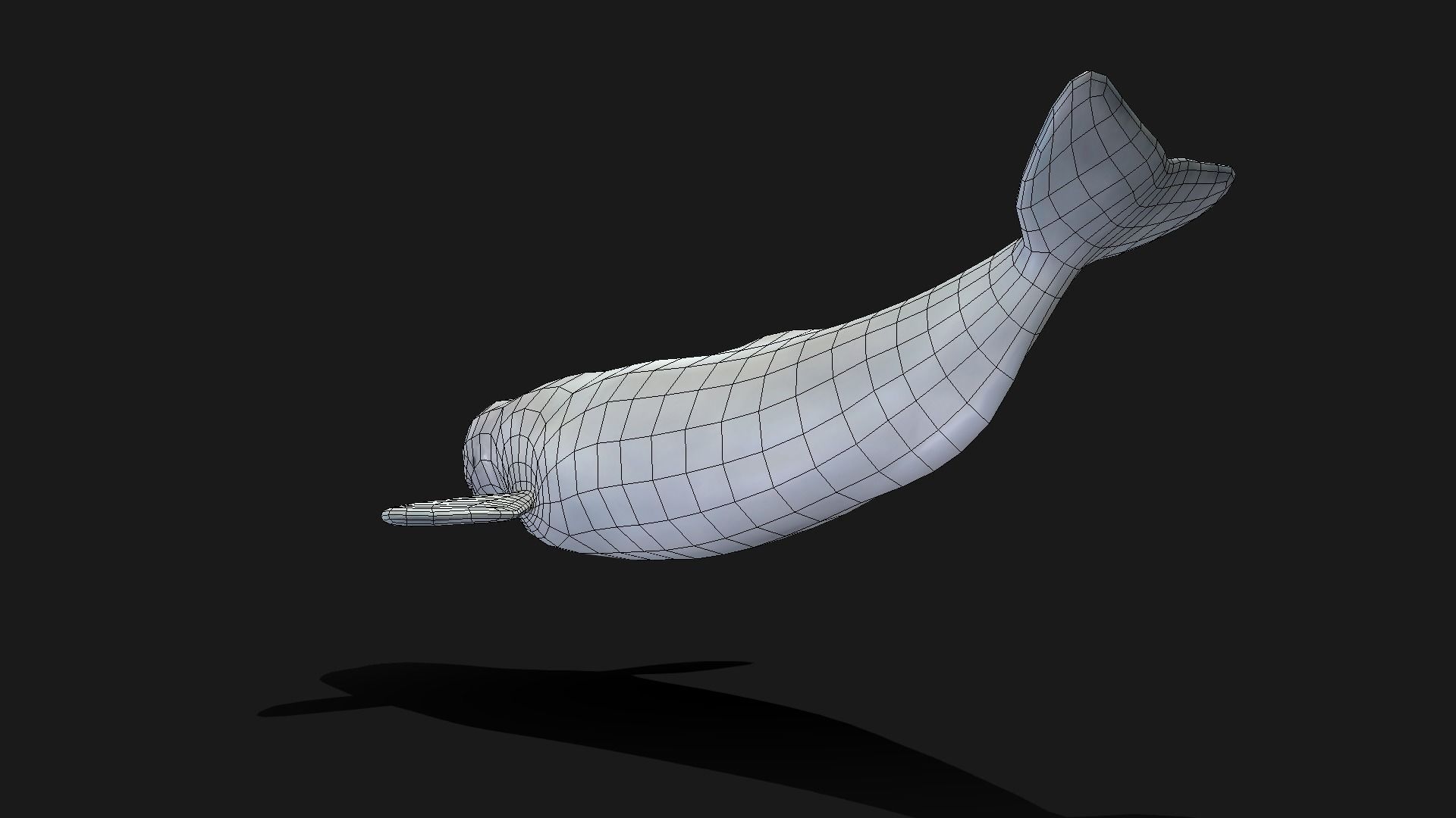 Beluga Whale - Animated Low-poly 3D model_15