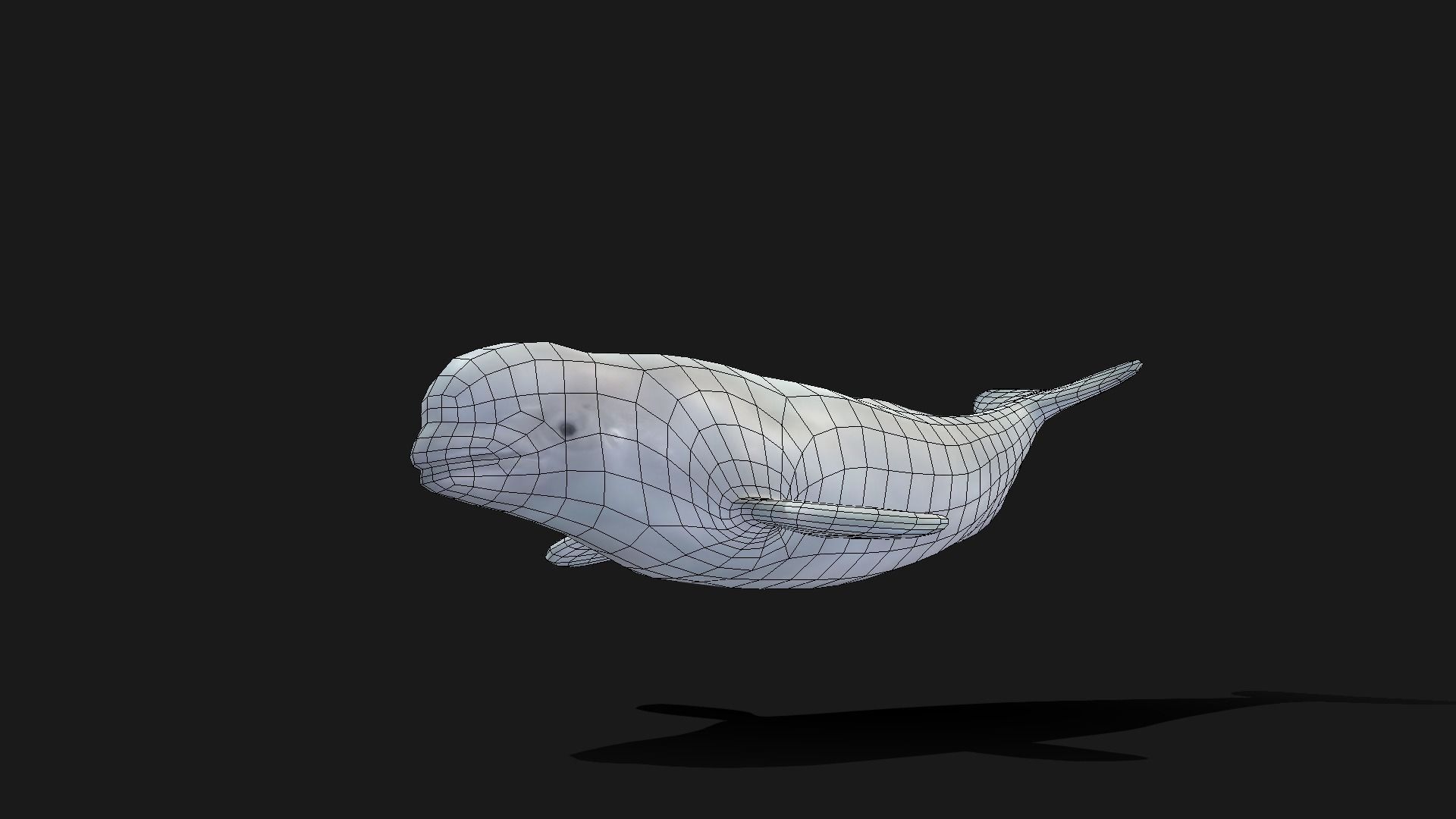 Beluga Whale - Animated Low-poly 3D model_7