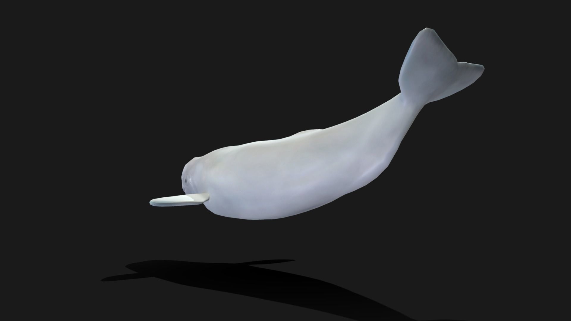 Beluga Whale - Animated Low-poly 3D model_14