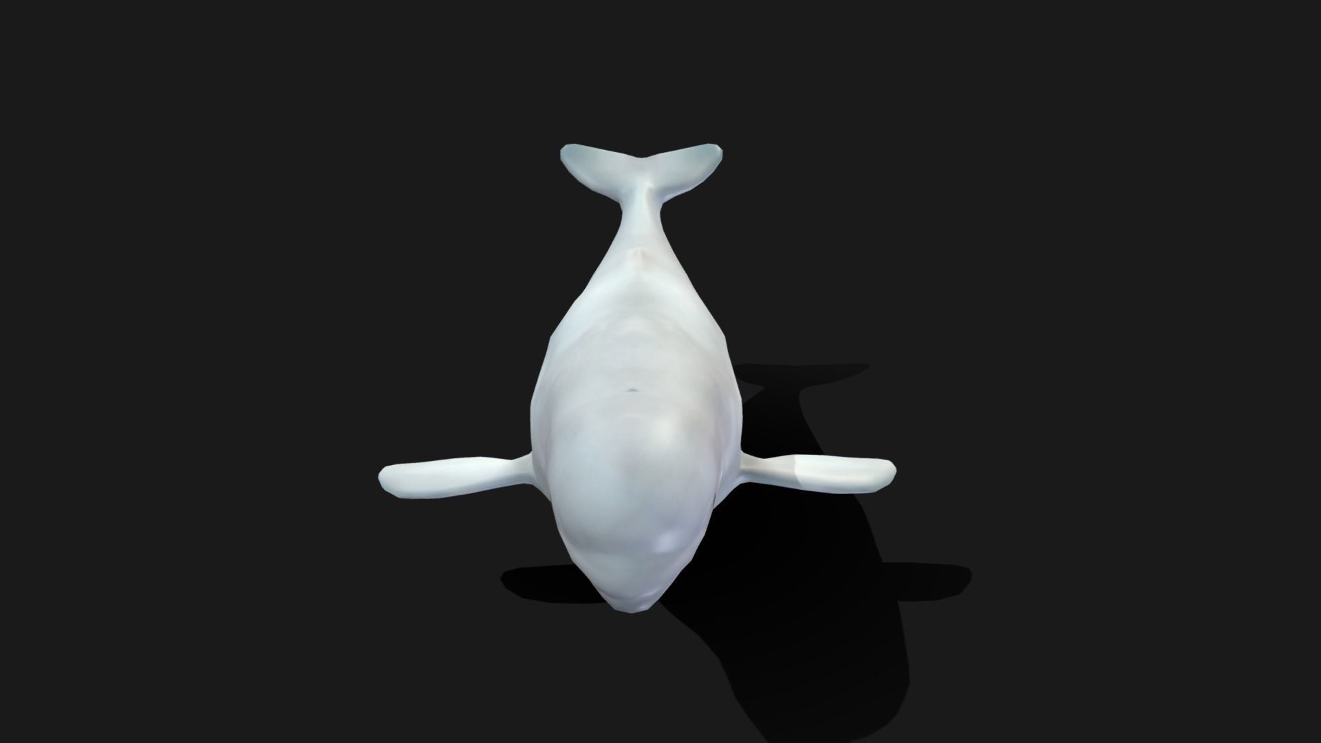 Beluga Whale - Animated Low-poly 3D model_20