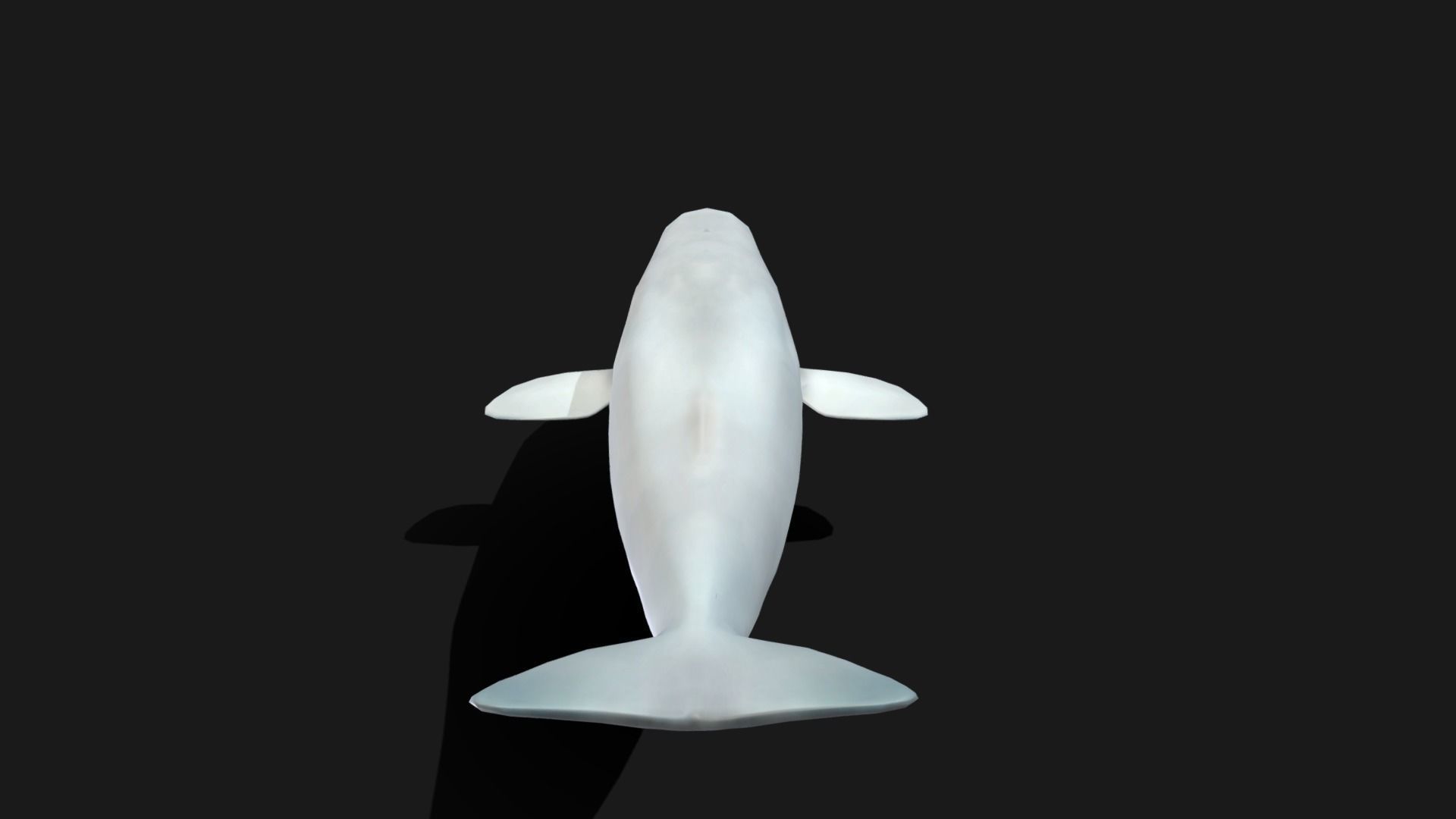 Beluga Whale - Animated Low-poly 3D model_10