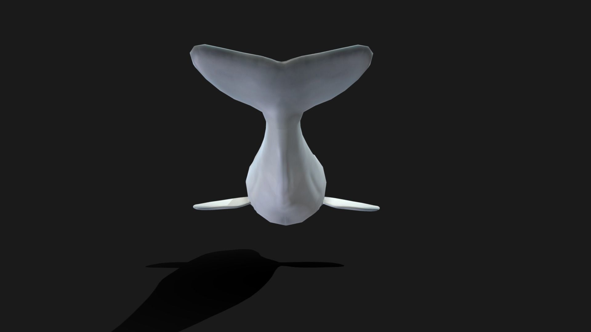 Beluga Whale - Animated Low-poly 3D model_12