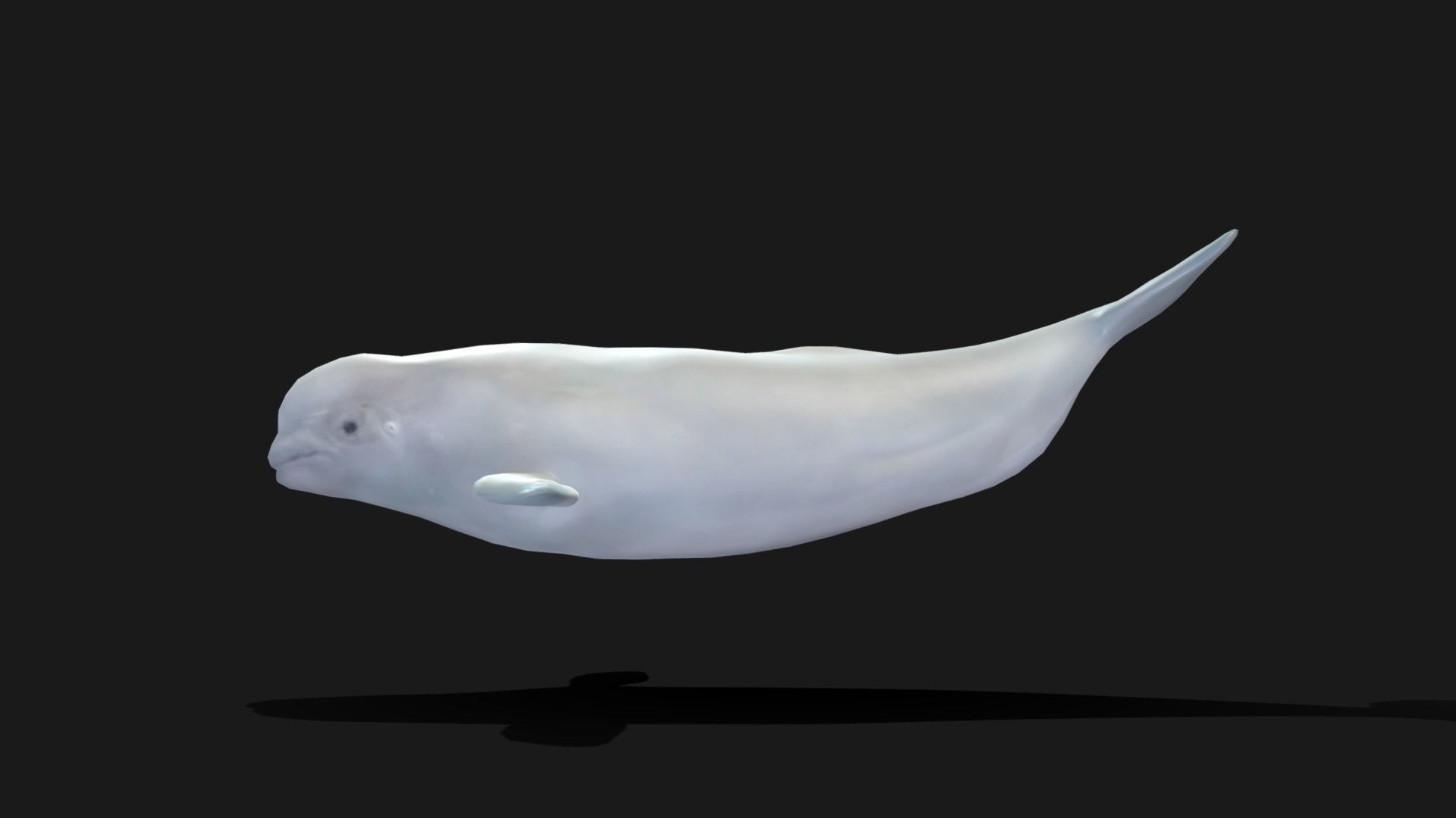 Beluga Whale - Animated Low-poly 3D model_19