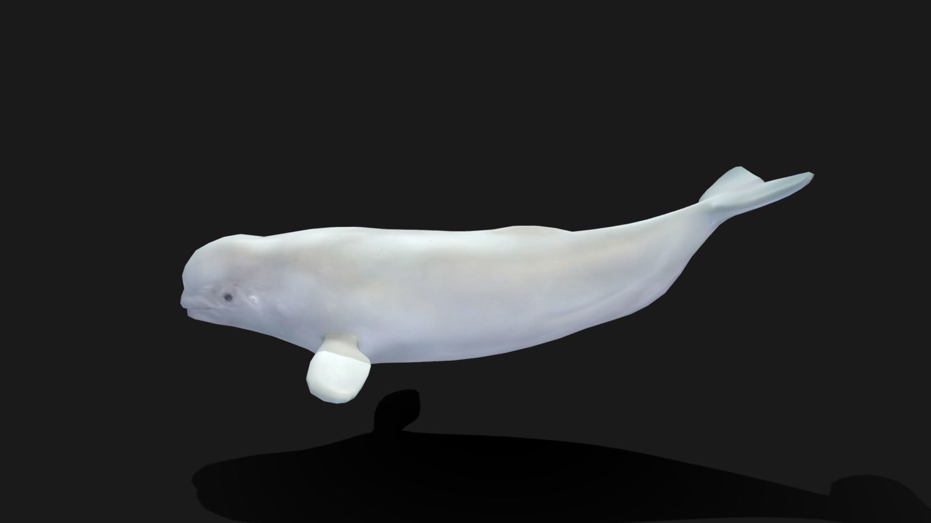 Beluga Whale - Animated Low-poly 3D model_4