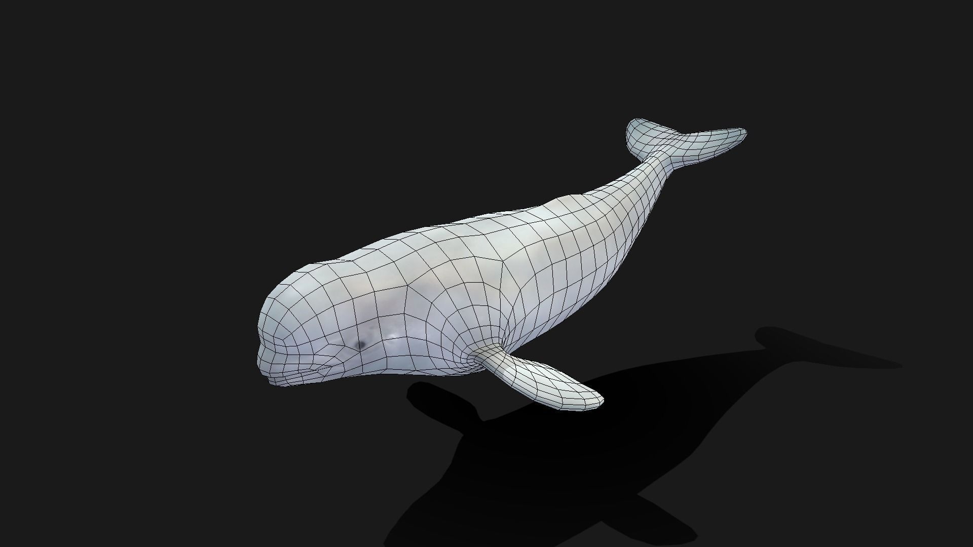 Beluga Whale - Animated Low-poly 3D model_3
