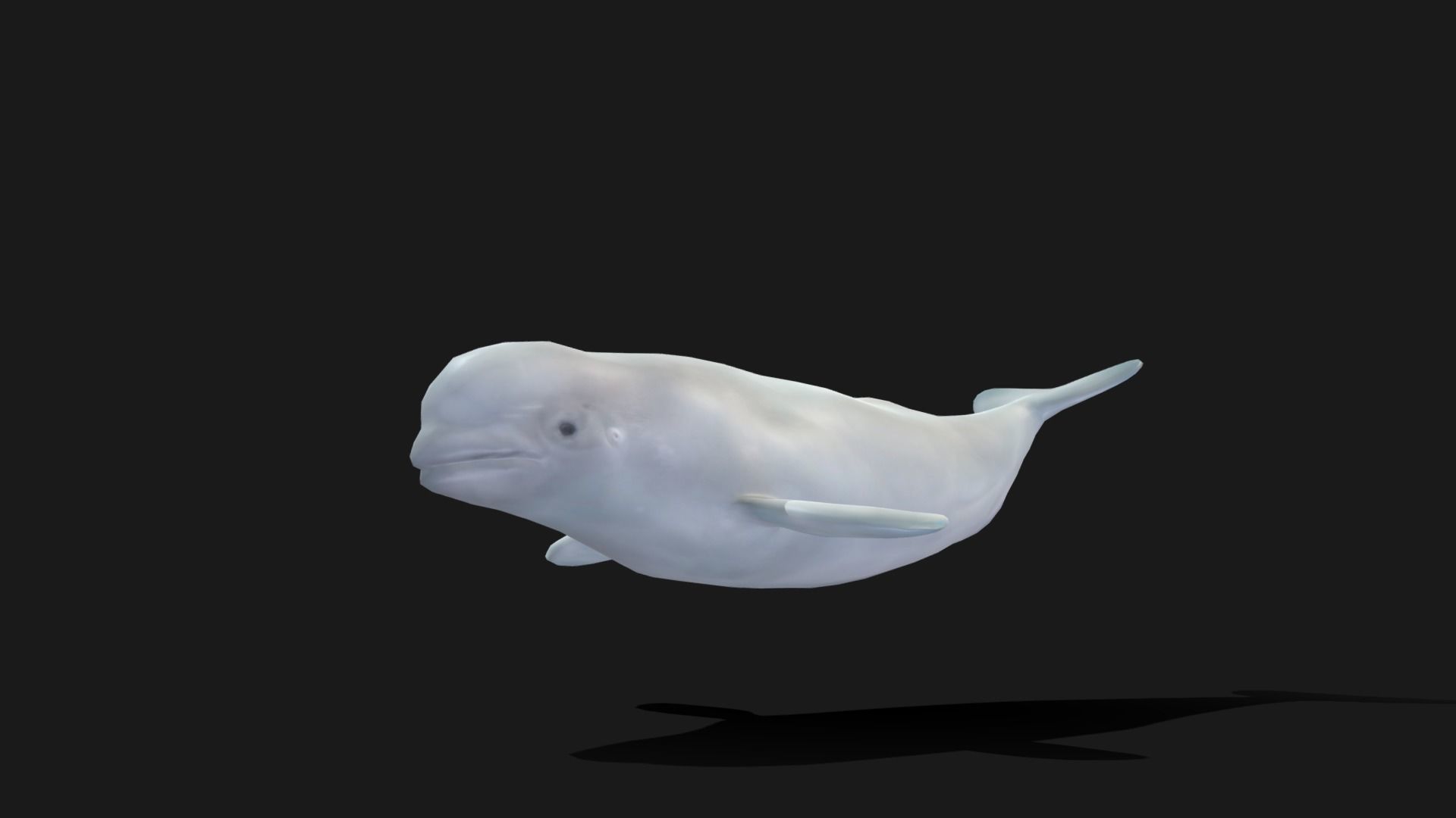 Beluga Whale - Animated Low-poly 3D model_6