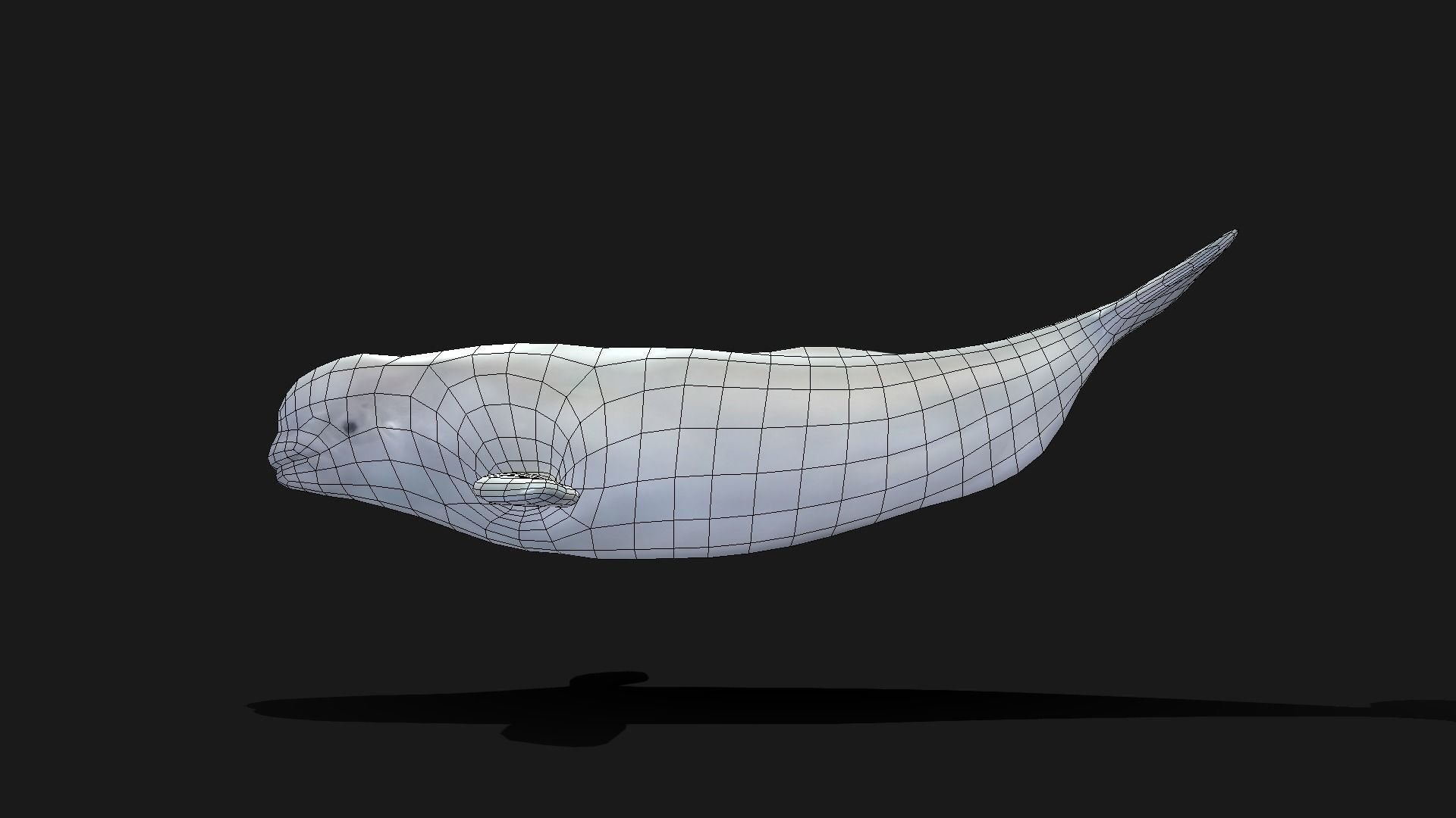 Beluga Whale - Animated Low-poly 3D model_5