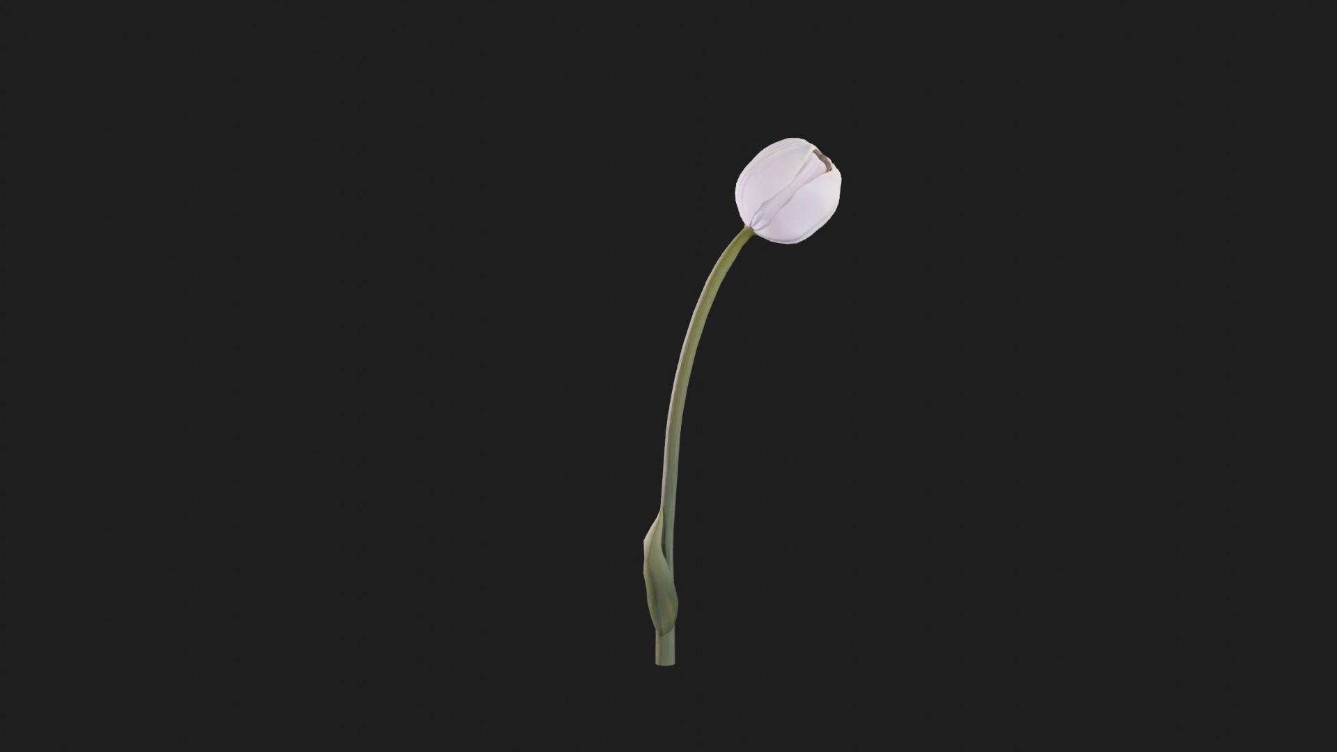 Tulip Flower Animated Low-poly 3D model_10