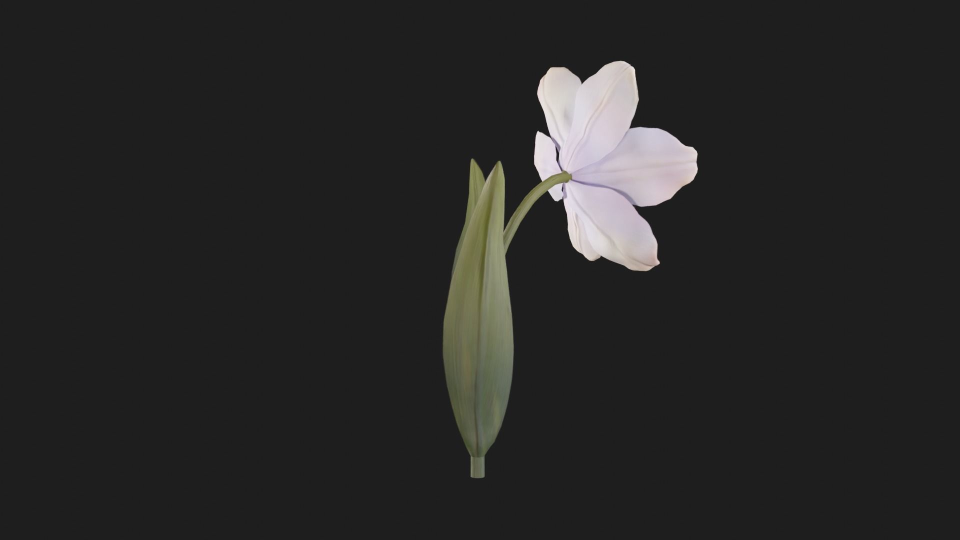 Tulip Flower Animated Low-poly 3D model_15