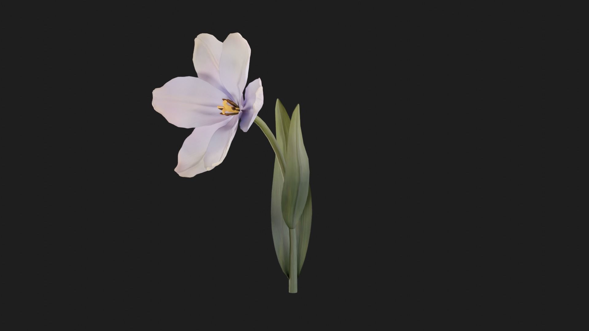 Tulip Flower Animated Low-poly 3D model_7
