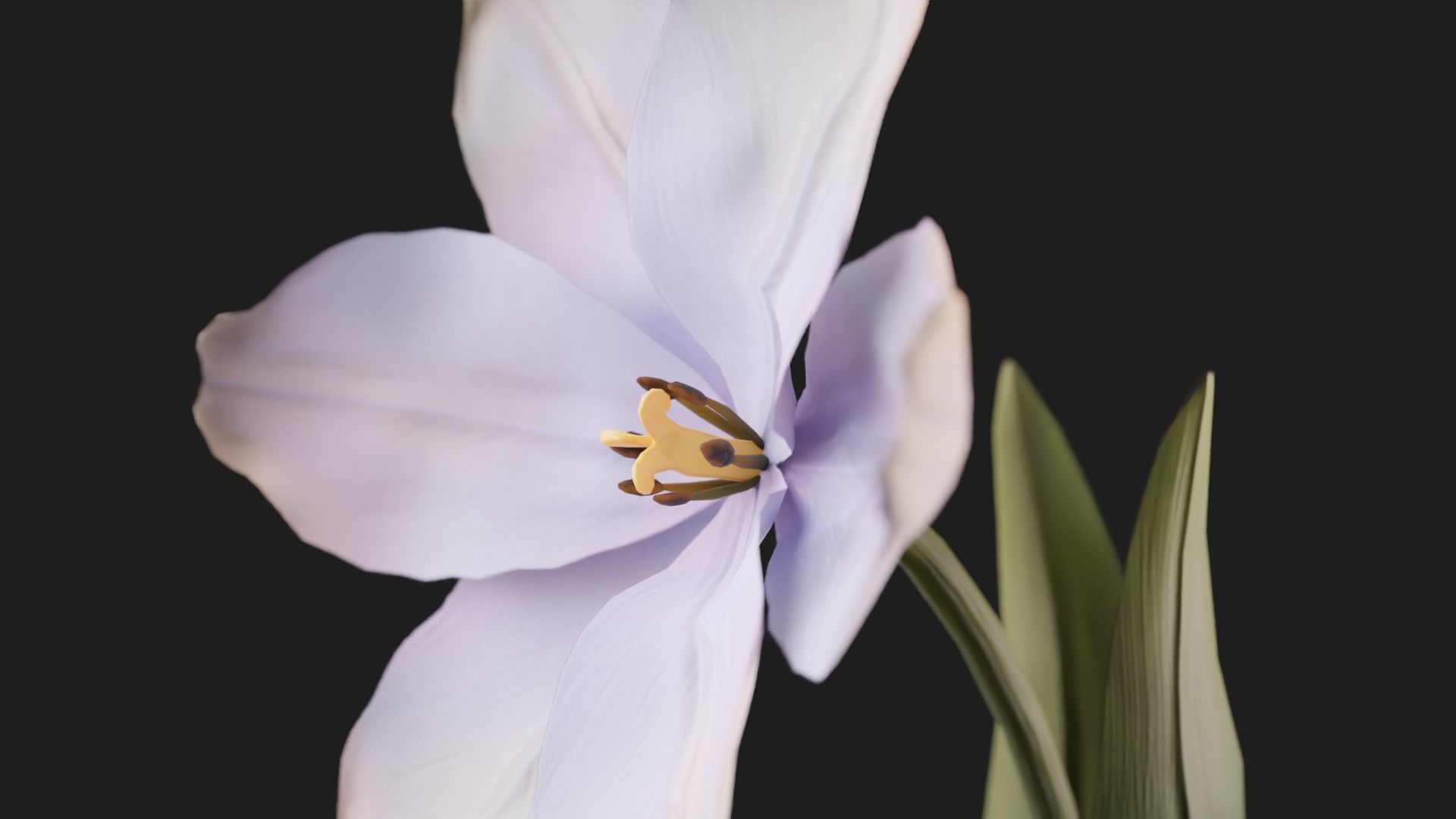 Tulip Flower Animated Low-poly 3D model_2
