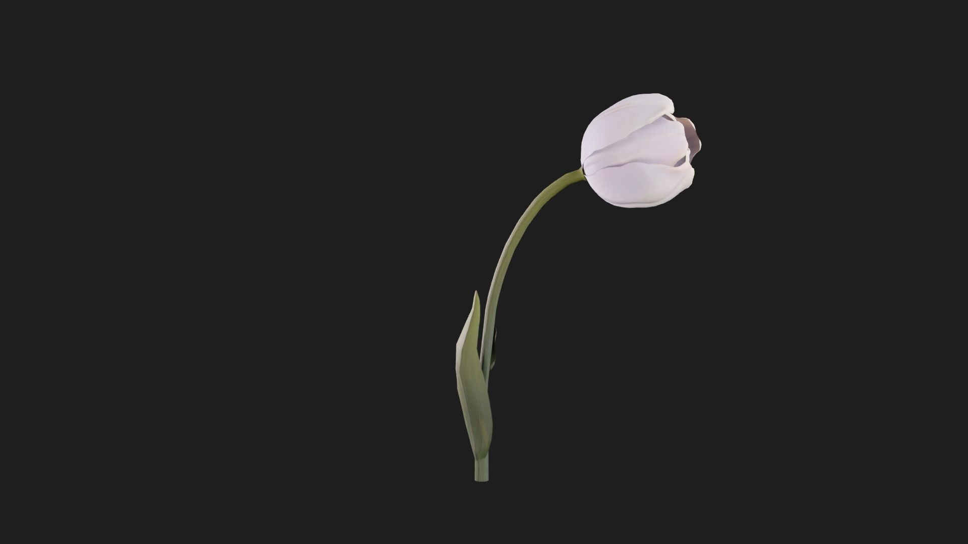 Tulip Flower Animated Low-poly 3D model_11