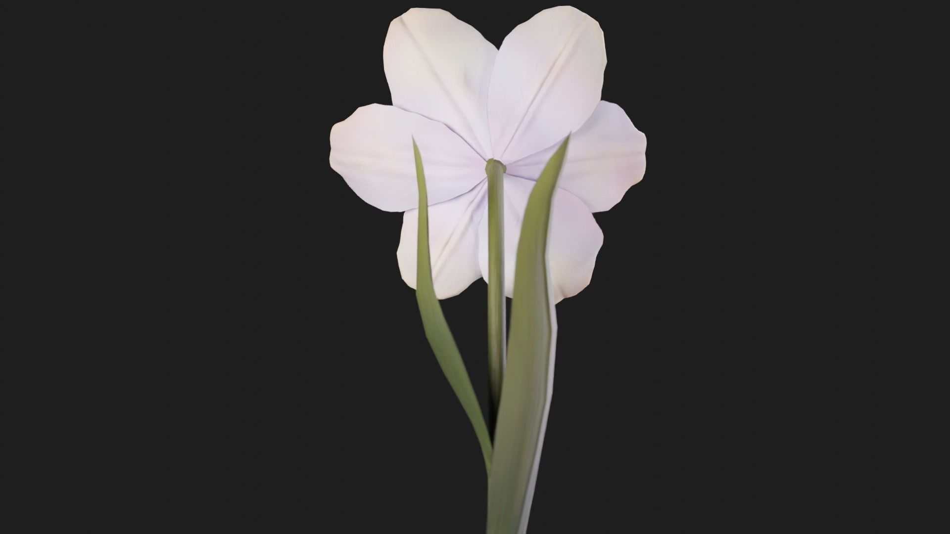 Tulip Flower Animated Low-poly 3D model_6