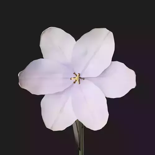 Tulip Flower Animated