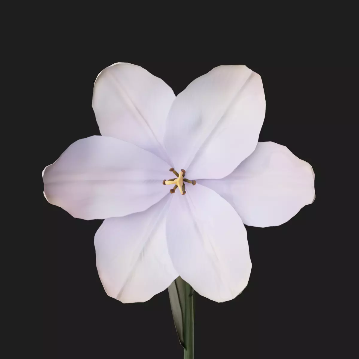 Tulip Flower Animated Low-poly 3D model_0