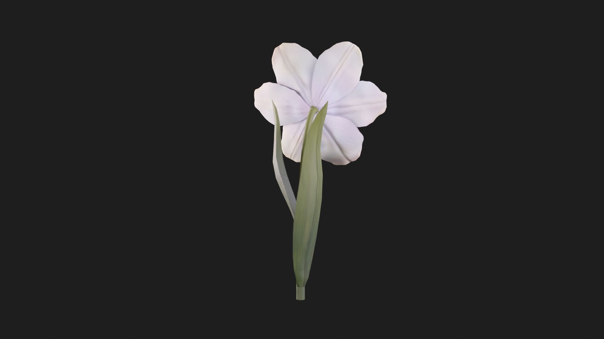 Tulip Flower Animated Low-poly 3D model_13