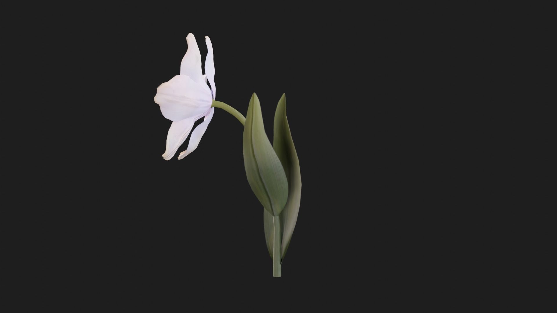 Tulip Flower Animated Low-poly 3D model_4