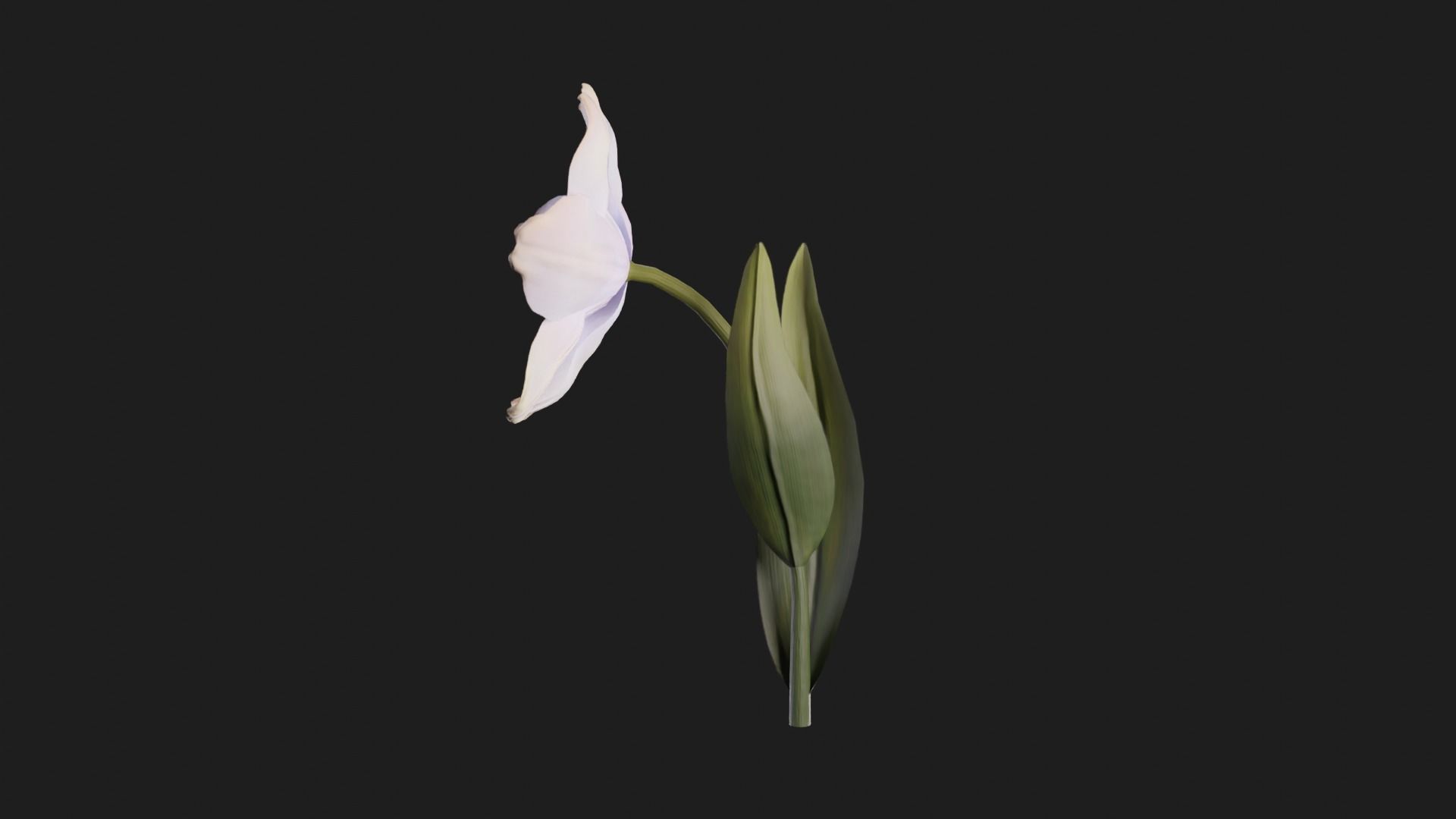 Tulip Flower Animated Low-poly 3D model_14