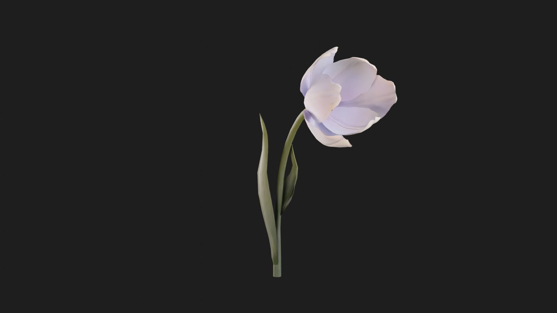 Tulip Flower Animated Low-poly 3D model_12