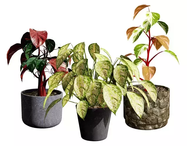 Philodendron Potted Plants collection Low-poly 3D model