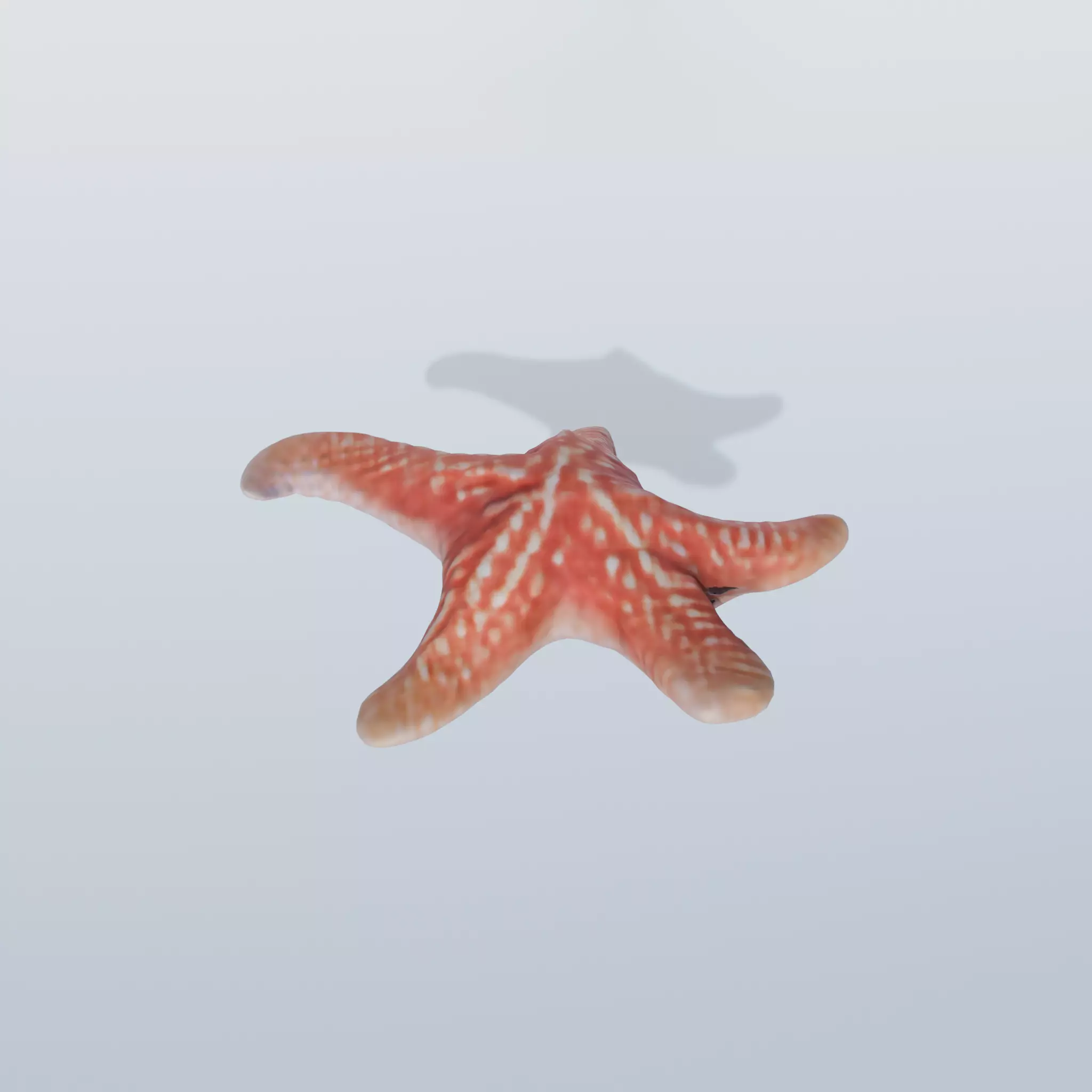 Starfish Low-poly 3D model_0