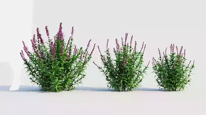 Salvia leucantha a 3D model