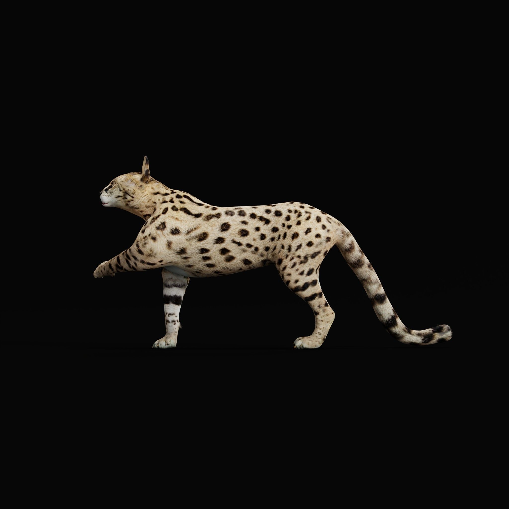 Savannah Cat Low-poly 3D model_31
