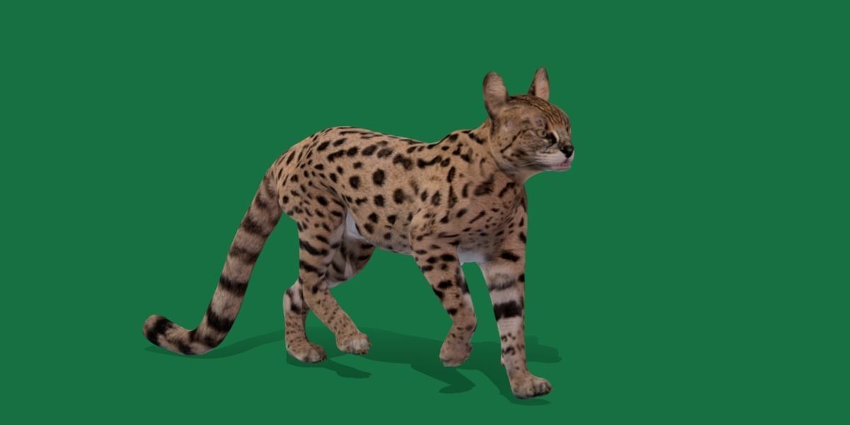 Savannah Cat Low-poly 3D model_24