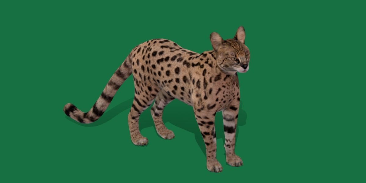 Savannah Cat Low-poly 3D model_23