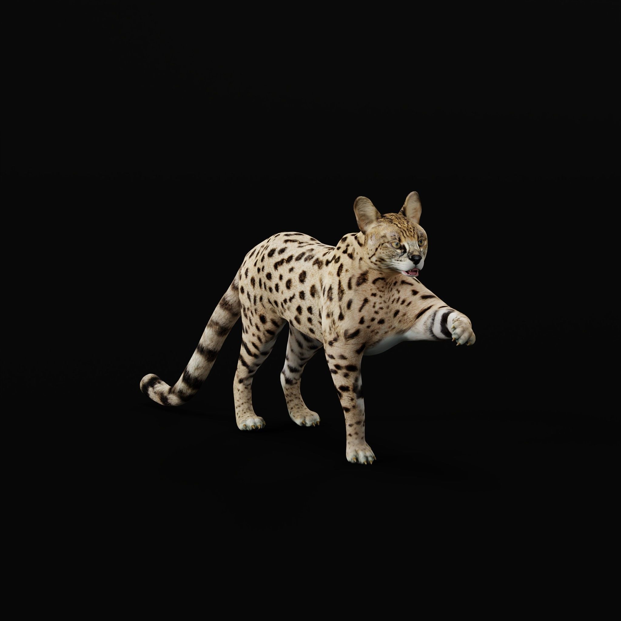 Savannah Cat Low-poly 3D model_32
