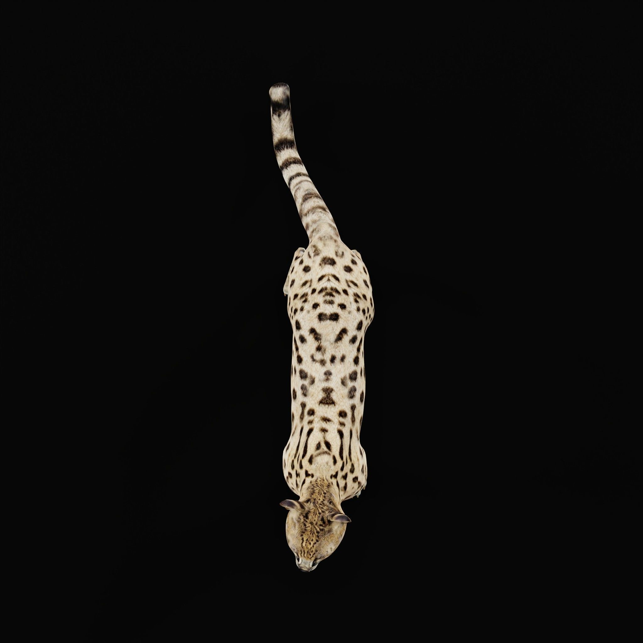 Savannah Cat Low-poly 3D model_28