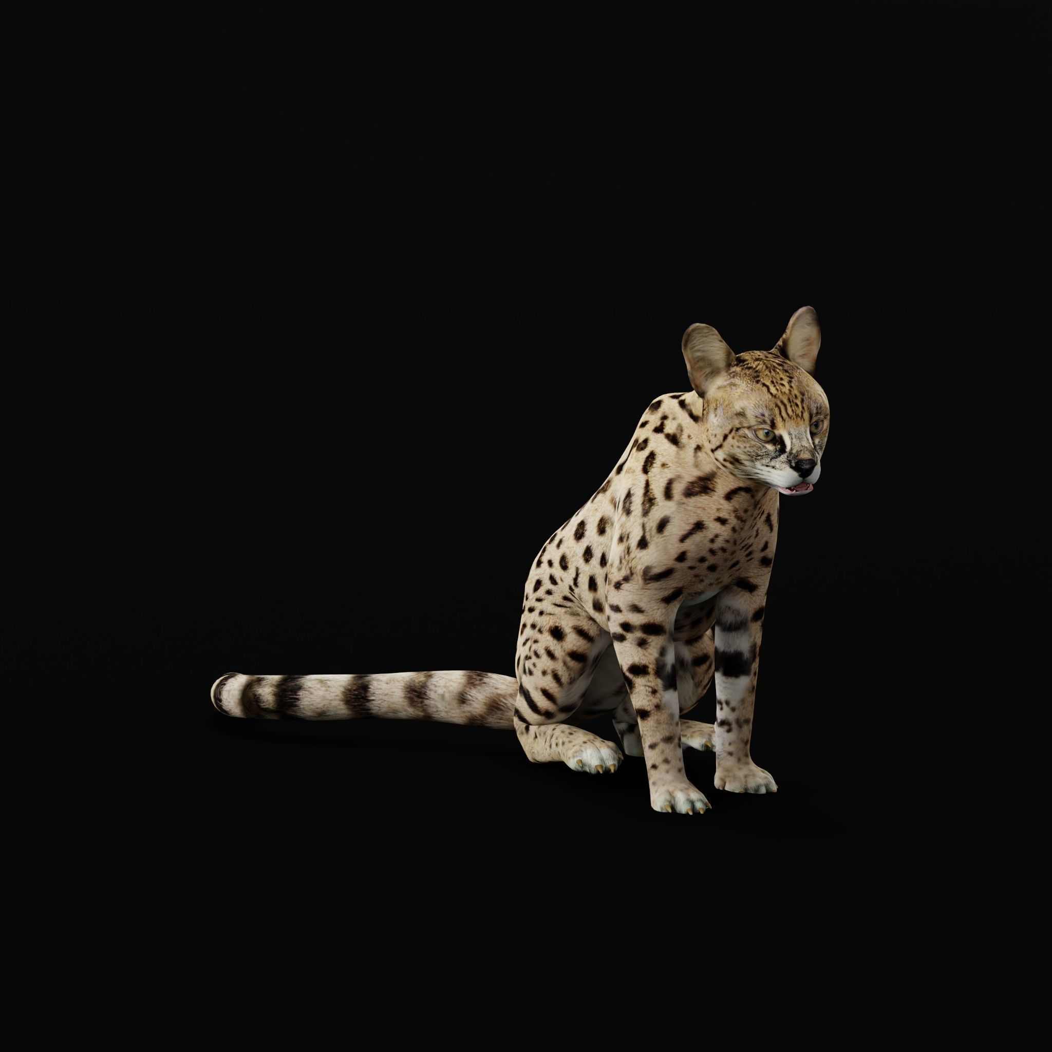 Savannah Cat Low-poly 3D model_33