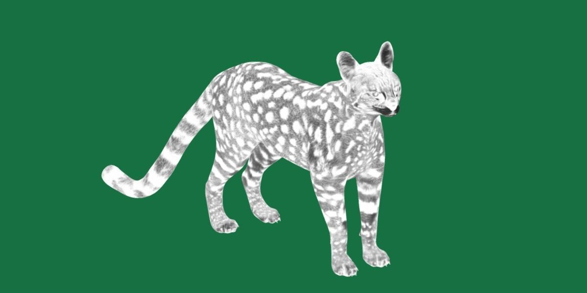 Savannah Cat Low-poly 3D model_4