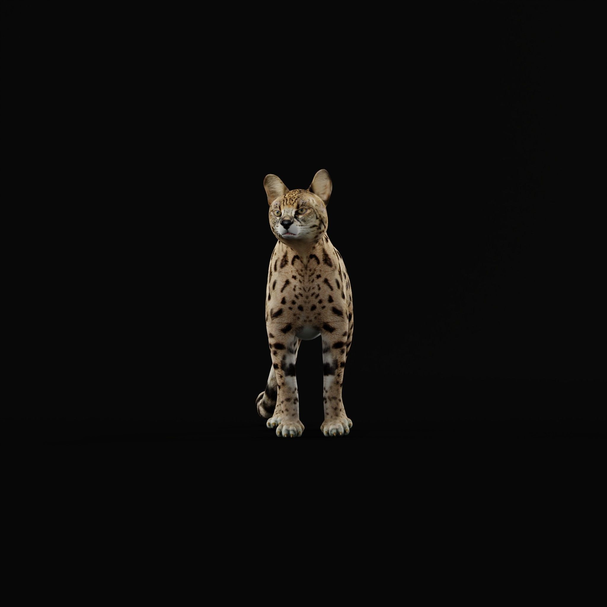 Savannah Cat Low-poly 3D model_26