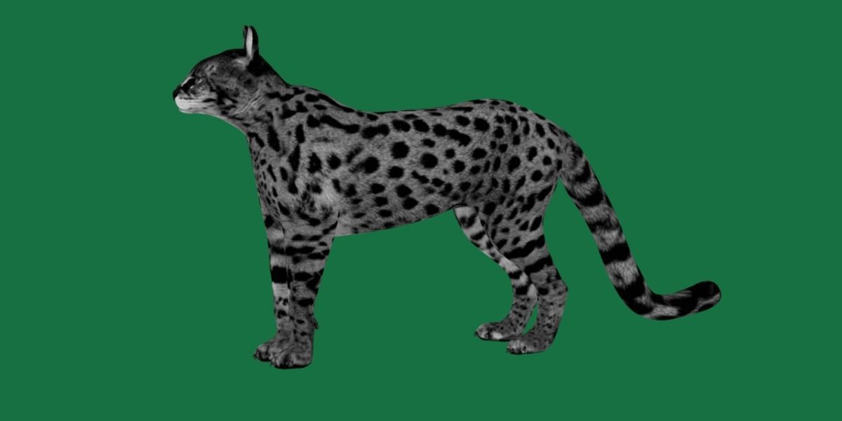 Savannah Cat Low-poly 3D model_5