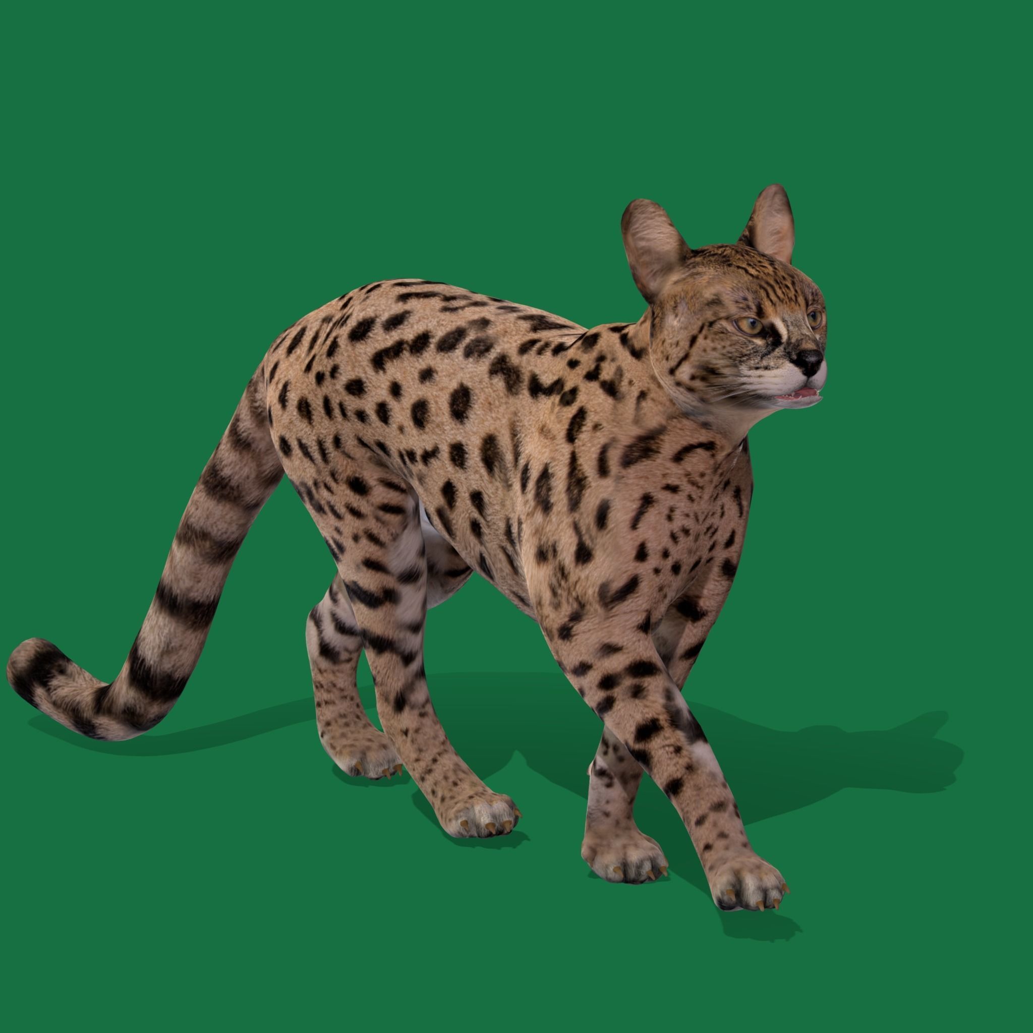 Savannah Cat Low-poly 3D model_16