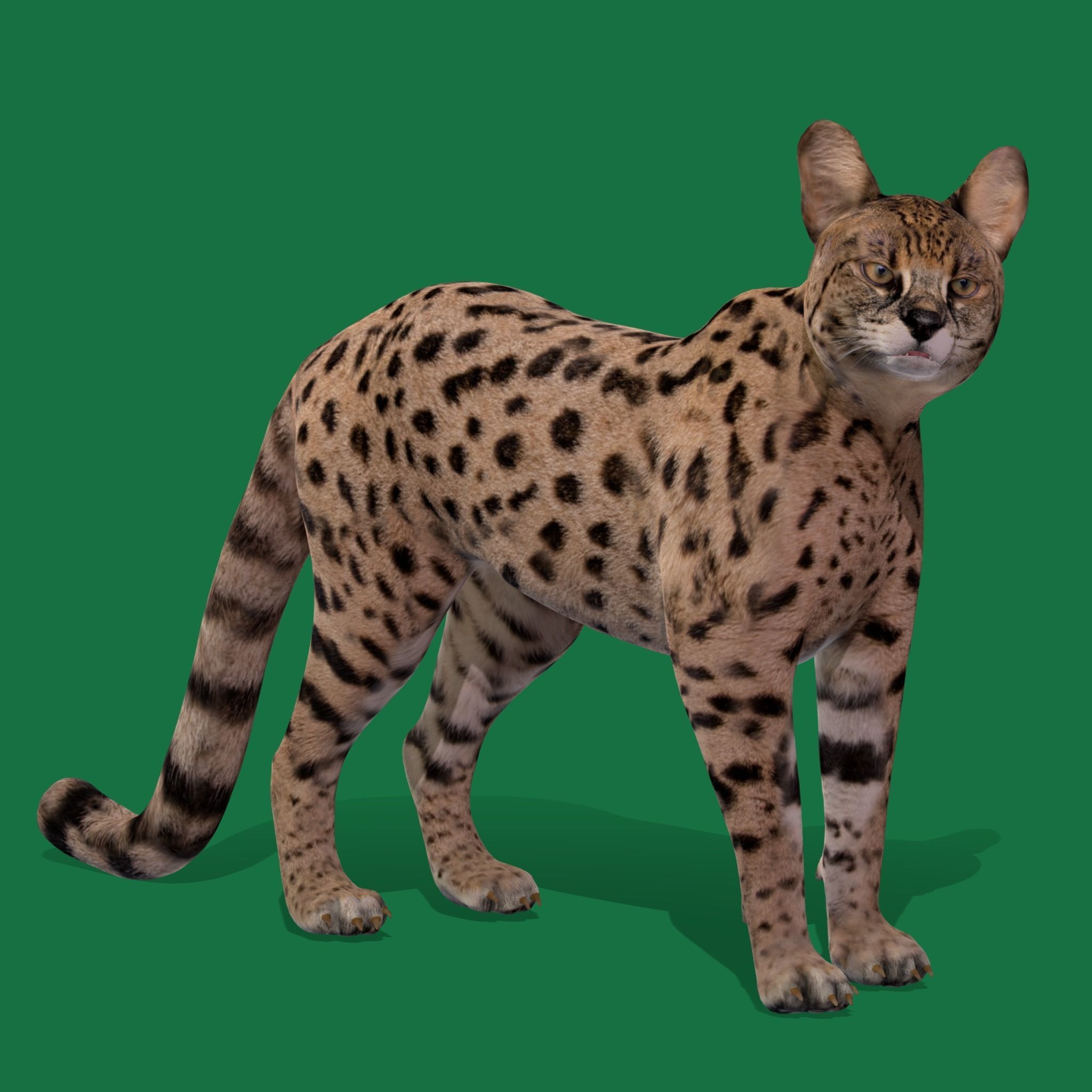 Savannah Cat Low-poly 3D model_15