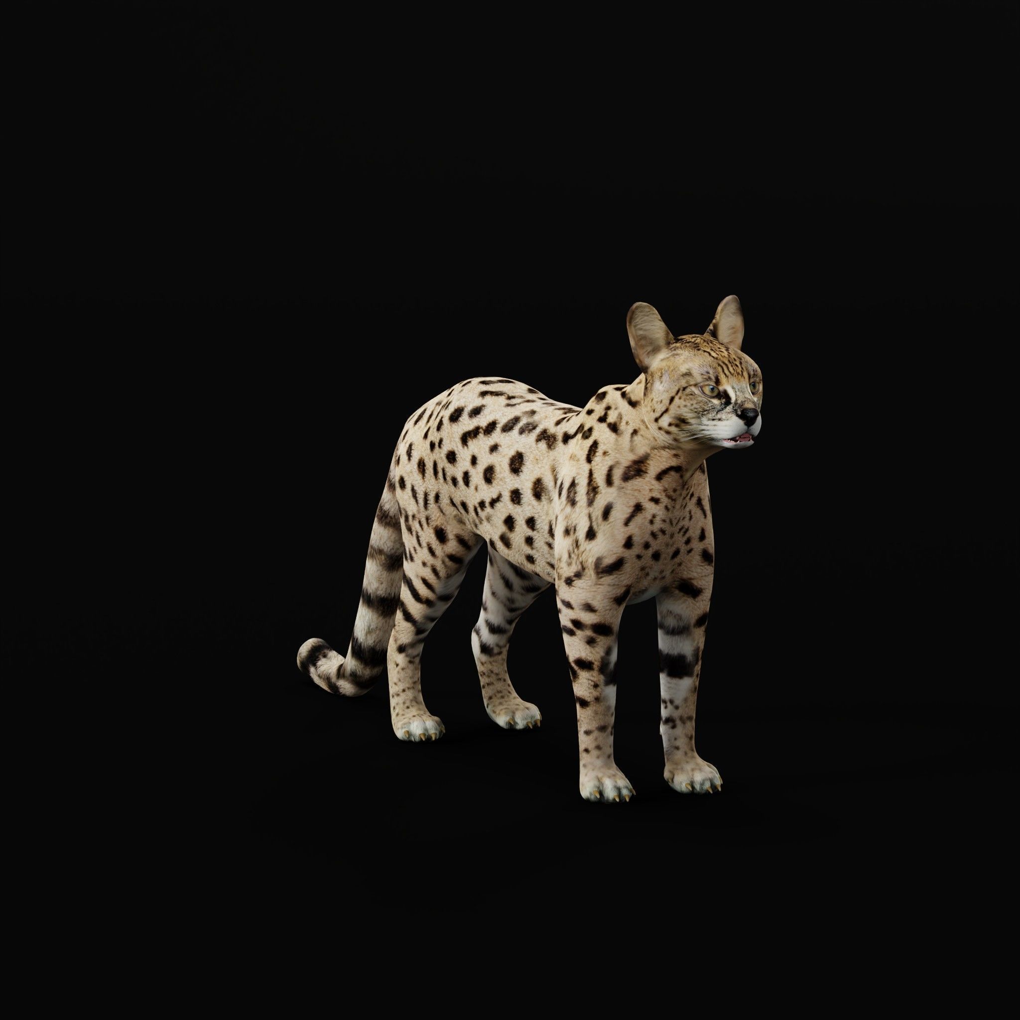 Savannah Cat Low-poly 3D model_29