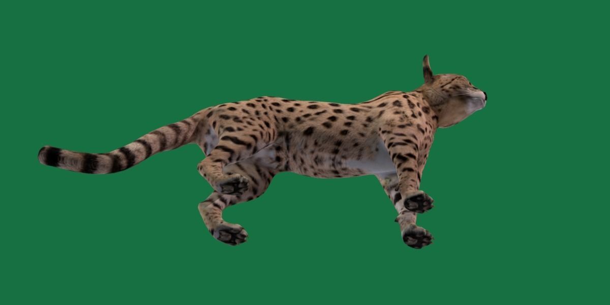 Savannah Cat Low-poly 3D model_22
