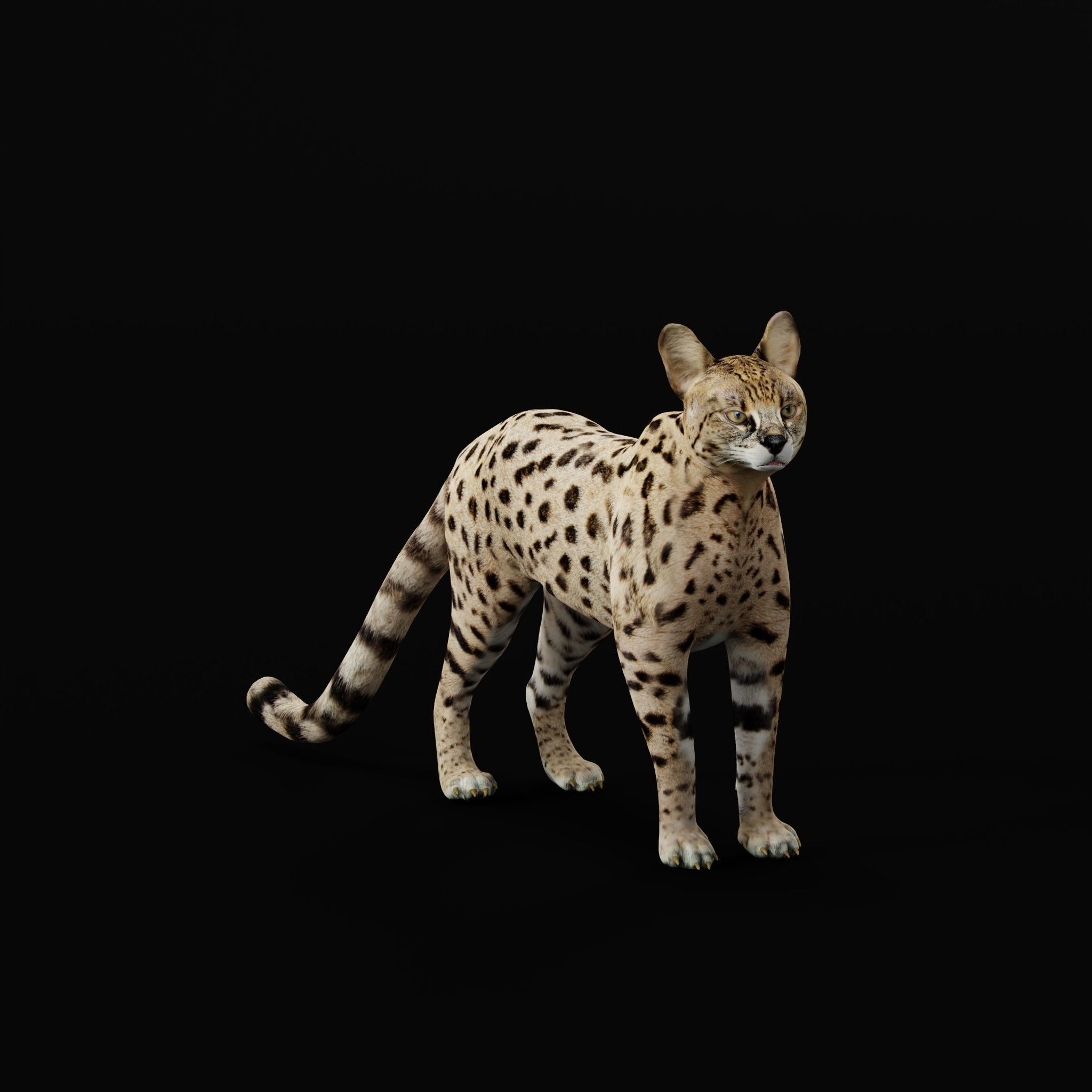 Savannah Cat Low-poly 3D model_25