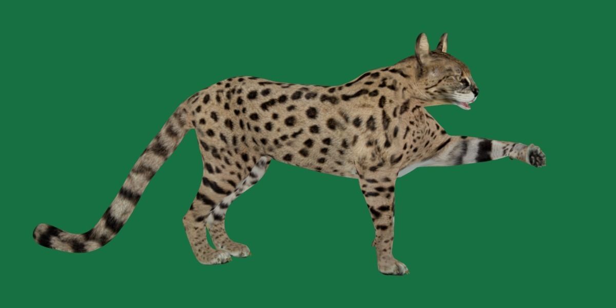 Savannah Cat Low-poly 3D model_20